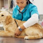 How to Manage Your Pet’s Health with Regular Monitoring Effectively