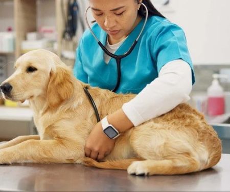 How to Manage Your Pet’s Health with Regular Monitoring Effectively
