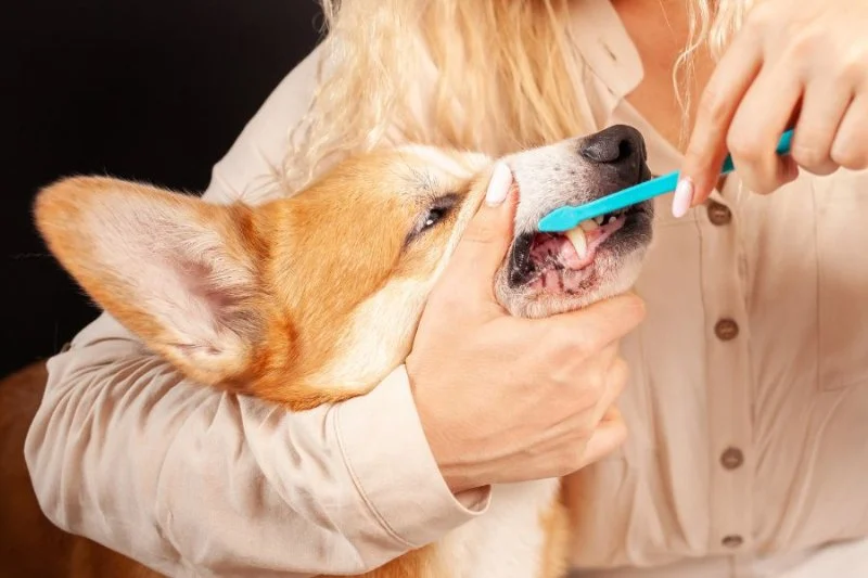 How to Keep Your Pet's Teeth Healthy: Tips for Oral Care