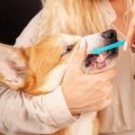 How to Keep Your Pet's Teeth Healthy: Tips for Oral Care
