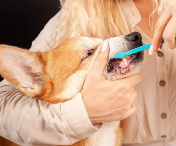 How to Keep Your Pet's Teeth Healthy: Tips for Oral Care