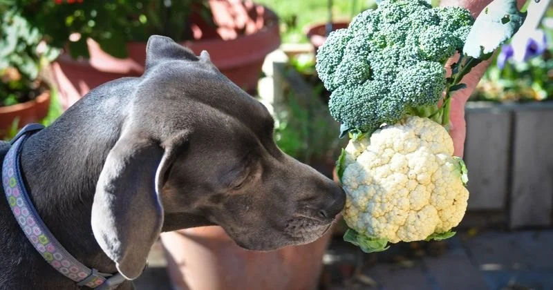 Can Dogs Eat Cauliflower — Raw Floret Safety and Digestive Gas Considerations