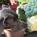 Can Dogs Eat Cauliflower — Raw Floret Safety and Digestive Gas Considerations