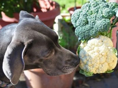 Can Dogs Eat Cauliflower — Raw Floret Safety and Digestive Gas Considerations