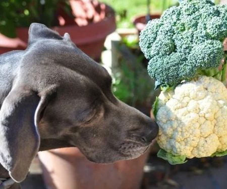 Can Dogs Eat Cauliflower — Raw Floret Safety and Digestive Gas Considerations