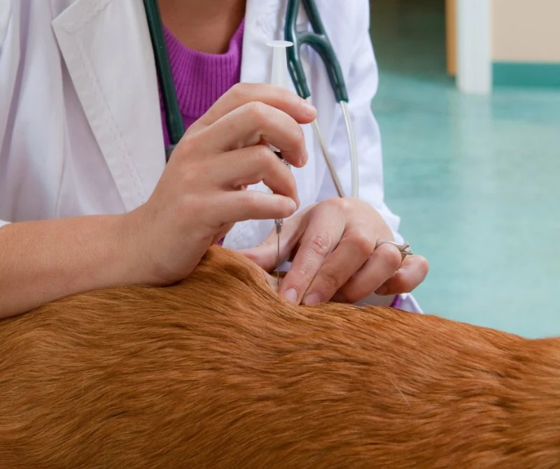 How to Spot and Treat Heartworms in Pets: Complete Guide for Pet Owners