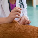 How to Spot and Treat Heartworms in Pets: Complete Guide for Pet Owners