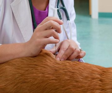 How to Spot and Treat Heartworms in Pets: Complete Guide for Pet Owners
