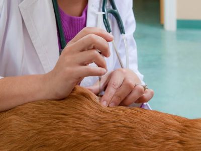 How to Spot and Treat Heartworms in Pets: Complete Guide for Pet Owners