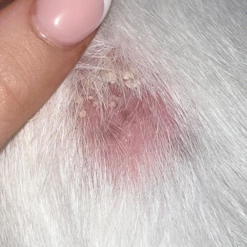 How to Spot and Treat Fungal Infections in Pets | Brothers Pets