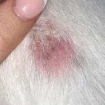 How to Spot and Treat Fungal Infections in Pets | Brothers Pets