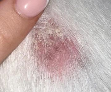 How to Spot and Treat Fungal Infections in Pets | Brothers Pets