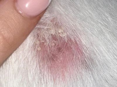 How to Spot and Treat Fungal Infections in Pets | Brothers Pets