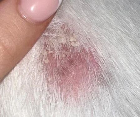 How to Spot and Treat Fungal Infections in Pets | Brothers Pets