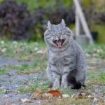 Why Is My Cat Sneezing a Lot? Causes, Symptoms & Treatment Guide