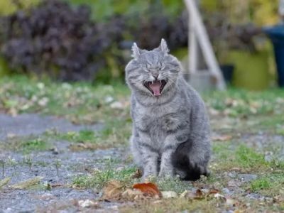 Why Is My Cat Sneezing a Lot? Causes, Symptoms & Treatment Guide