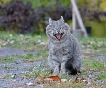 Why Is My Cat Sneezing a Lot? Causes, Symptoms & Treatment Guide