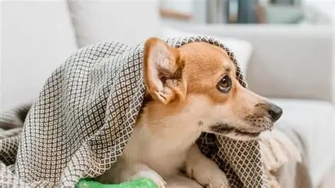Most Common Dog Health Problems You Should Never Ignore
