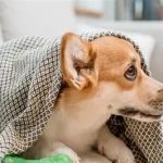 Most Common Dog Health Problems You Should Never Ignore