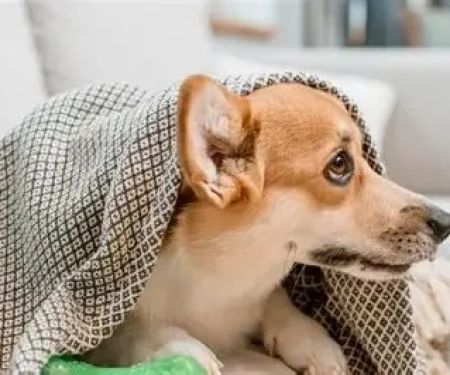 Most Common Dog Health Problems You Should Never Ignore