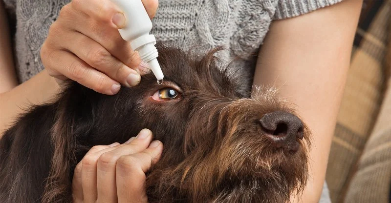 How to Tell If Your Dog Has Conjunctivitis: Red Eye Signs Explained