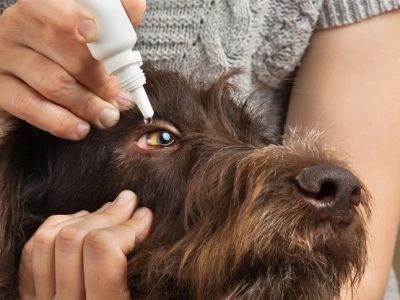 How to Tell If Your Dog Has Conjunctivitis: Red Eye Signs Explained