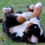 Dog Idiopathic Epilepsy Treatment Response and Cluster Seizure Emergency Guide