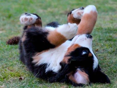 Dog Idiopathic Epilepsy Treatment Response and Cluster Seizure Emergency Guide
