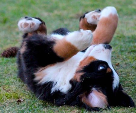 Dog Idiopathic Epilepsy Treatment Response and Cluster Seizure Emergency Guide