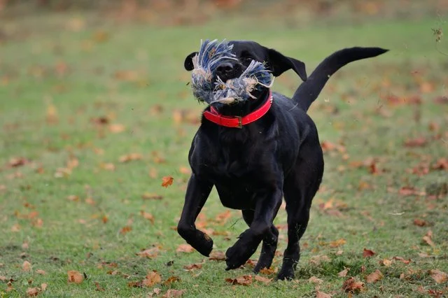 How to Stop a Dog From Eating Dead Animals With Safe Training Methods
