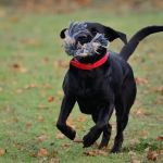 How to Stop a Dog From Eating Dead Animals With Safe Training Methods