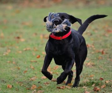 How to Stop a Dog From Eating Dead Animals With Safe Training Methods