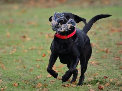 How to Stop a Dog From Eating Dead Animals With Safe Training Methods