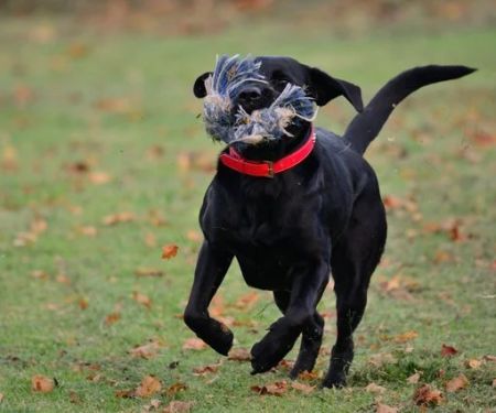 How to Stop a Dog From Eating Dead Animals With Safe Training Methods