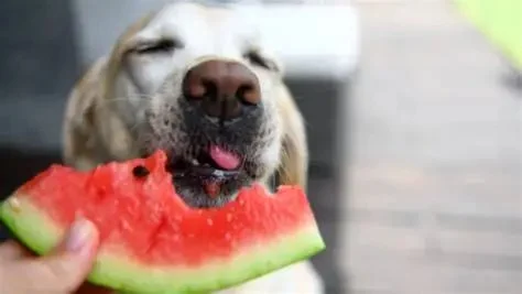 Can Dogs Eat Watermelon Safely Without Seeds or Rind Guide