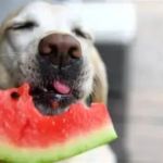 Can Dogs Eat Watermelon Safely Without Seeds or Rind Guide