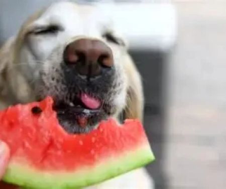 Can Dogs Eat Watermelon Safely Without Seeds or Rind Guide