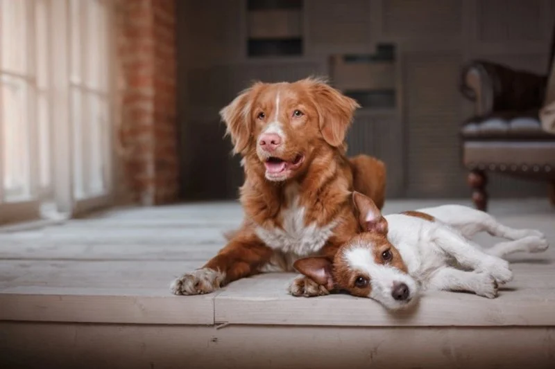 Dog Polyneuropathy Symptoms — Weakness and Muscle Wasting in Certain Breeds