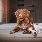 Dog Polyneuropathy Symptoms — Weakness and Muscle Wasting in Certain Breeds