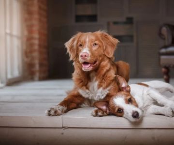 Dog Polyneuropathy Symptoms — Weakness and Muscle Wasting in Certain Breeds