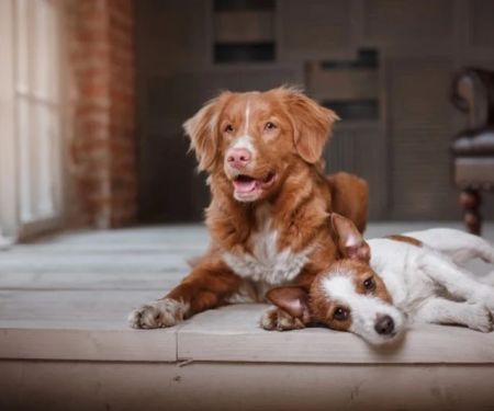 Dog Polyneuropathy Symptoms — Weakness and Muscle Wasting in Certain Breeds