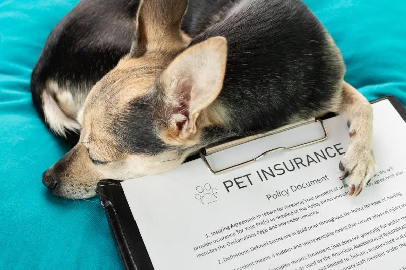 Best Pet Insurance Companies in the US — Coverage Comparison and Cost Analysis