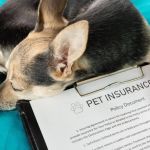 Best Pet Insurance Companies in the US — Coverage Comparison and Cost Analysis