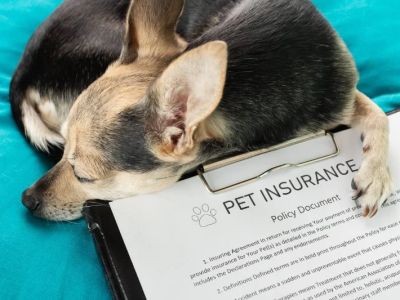 Best Pet Insurance Companies in the US — Coverage Comparison and Cost Analysis