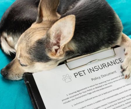 Best Pet Insurance Companies in the US — Coverage Comparison and Cost Analysis