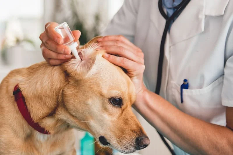Dog Ear Infection Symptoms and Treatment Options — What Vets Want You to Know