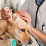 Dog Ear Infection Symptoms and Treatment Options — What Vets Want You to Know