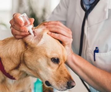 Dog Ear Infection Symptoms and Treatment Options — What Vets Want You to Know