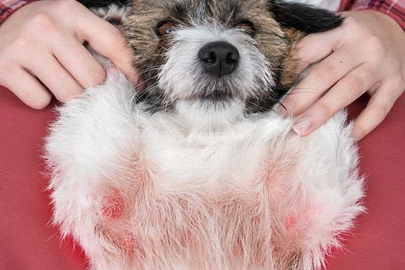 Dog Skin Allergies Symptoms and Relief — How to Stop the Itch Naturally