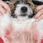 Dog Skin Allergies Symptoms and Relief — How to Stop the Itch Naturally